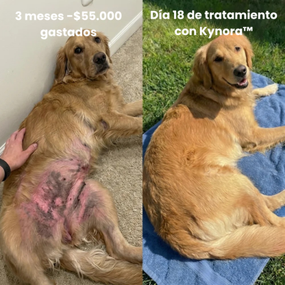 Kynora® Colágeno Líquido Premium